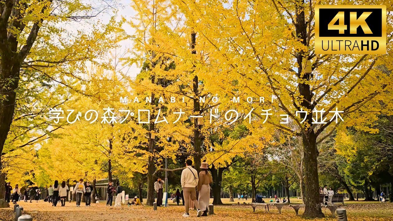 🍂 히키하라 고개 은행나무(引原峠銀杏) 이미지 8